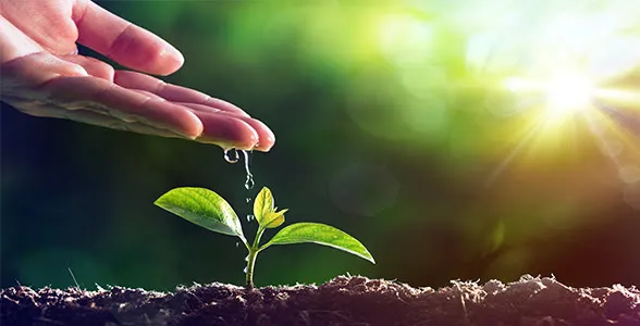 Tree Planting Programs